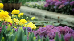 New - Spring Time