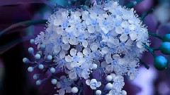 Chris Spheeris,音乐短片 - Music For Your Soul