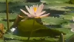 音乐短片,Omar Akram - Love Of My Heart