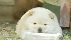 Chow Puppy Is Skeptical Of Water