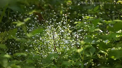 音乐短片,姫神(姬神) - 风之童谣
