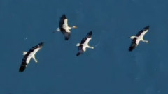 Blue Ocean flight