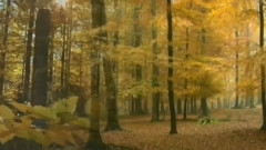Ennio Morricone - Romanza