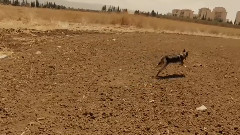 模仿翻唱 - Strong Enough(Cover)