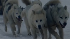 David Guetta,Sia - She Wolf