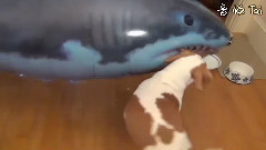 原创 - Detonation Of Wang Xing Surrendering Control Sharks