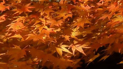 音乐短片 - 相思几时歇