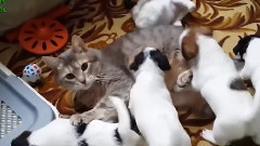 音乐短片 - Cats Meeting Puppies For The First Time