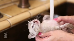 音乐短片 - Which Kitten Is Cutest (Episode 4)