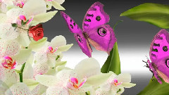 音乐短片 - Весенняя симфония - Nhạc Hoa Tấu