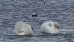 音乐短片 - Simply The Best