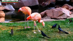 音乐短片 - Videoclip