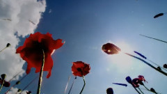 音乐短片 - 晨曦微露