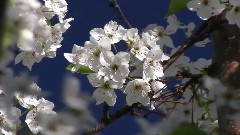 轻音乐 - Bradford Pear And Crabapple Trees