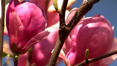轻音乐 - Celebration Of Spring