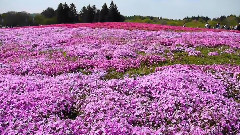 音乐短片,风景,轻音乐 - 欣赏富士山下彩色花田之美