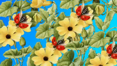 音乐短片 - Ladybirds Dance