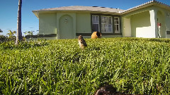 音乐短片 - 猫头鹰的舞蹈