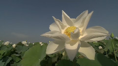 音乐短片 - 荷塘风缓