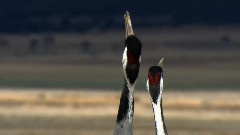 音乐短片 - Sing Heartily