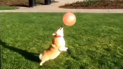 音乐短片 - Corgi Plays Keepy-Up With a Balloon
