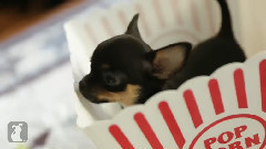 音乐短片 - Funny Chihuahua Puppies Are Popcorn Puppies