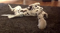音乐短片 - Dogs Meeting Kittens For The First Time