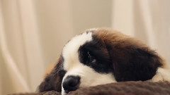 音乐短片 - Dear Kitten:Regarding The Dog