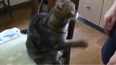 音乐短片 - Cats Train Their Human Servants