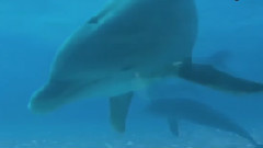 音乐短片 - Жак Офенбах - Перикола