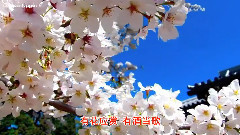 音乐短片 - 赏花时