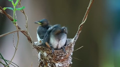 音乐短片 - The Nest