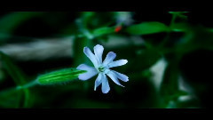 音乐短片 - Uwielbienie W IHOP