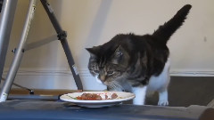 音乐短片 - Котка си гони храната..Смях