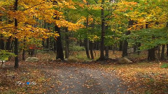 轻音乐 - Andre Rieu - Les Feuilles Mortes