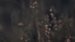 音乐短片 - Projections In The Forest