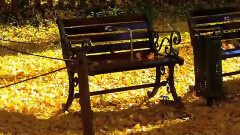 音乐短片 - 秋天的回忆