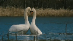 音乐短片 - A Little Story 恋爱中的动物们