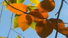 音乐短片 - 遗忘之林