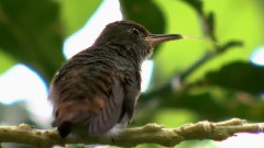 音乐短片 - 森林梦想