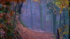 音乐短片 - 数天数