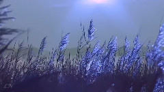Andre Rieu,音乐短片 - Nightingale Serenade