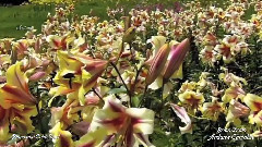 音乐短片 - Andante Cantabile