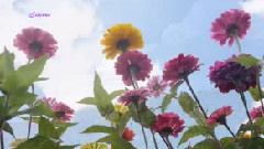 音乐短片 - Andantino