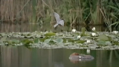 音乐短片 - Giulio Caccini Ave Maria