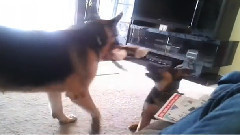 音乐短片 - German Shepherd Puppy Playing With Dad