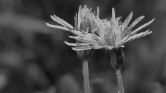 音乐短片 - 草木一生