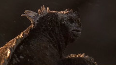 音乐短片 - As My Heart Desires