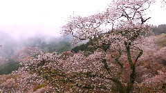 音乐短片,风景,Bandari,轻音乐 - 寂静山林 吉野山樱花