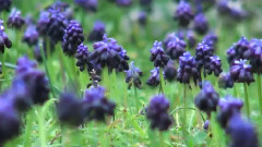 音乐短片 - Los Sonidos Del Silencio